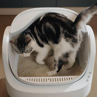 IceyButNice™ AutoClean Litter Box